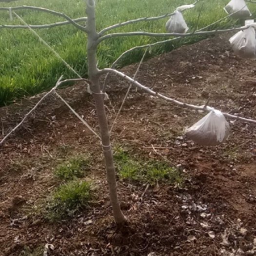 扶风县短枝型红富士苹果树苗 三到六公分的苹果树，冠形好，短枝型，是快速成园的理想选样