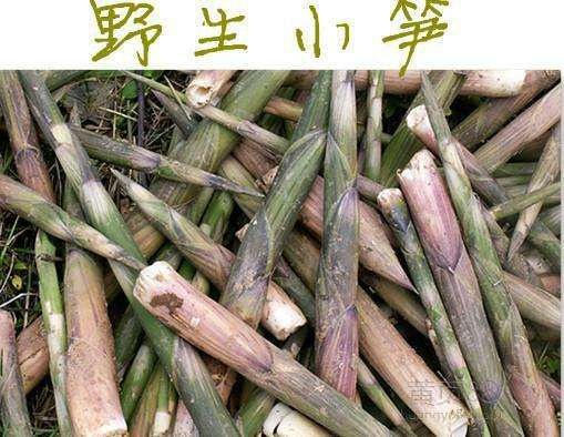 新宁县 小竹笋大量上市