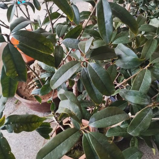 连云港 丹桂，朱砂，柳叶银桂，老金桂，日香桂，红花月桂，带土球发货