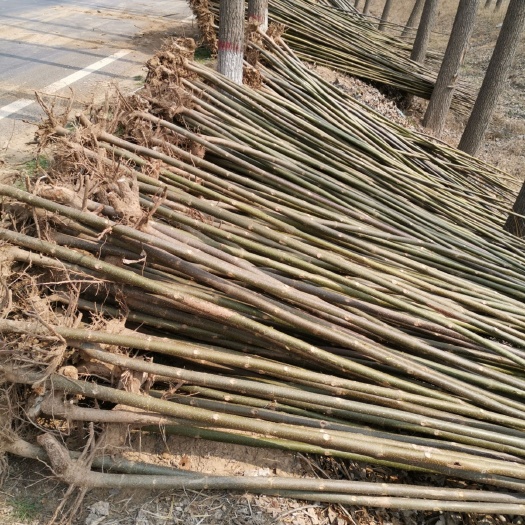 鹿邑县 泡桐现货3-4-5-6公分