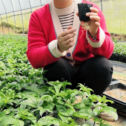 灵山县钦蜜9号百香果嫁接苗种植3至5只月开花结果。