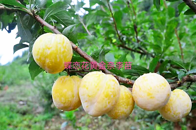 湖南郴州奈李之乡汝城文明镇，奈李苗