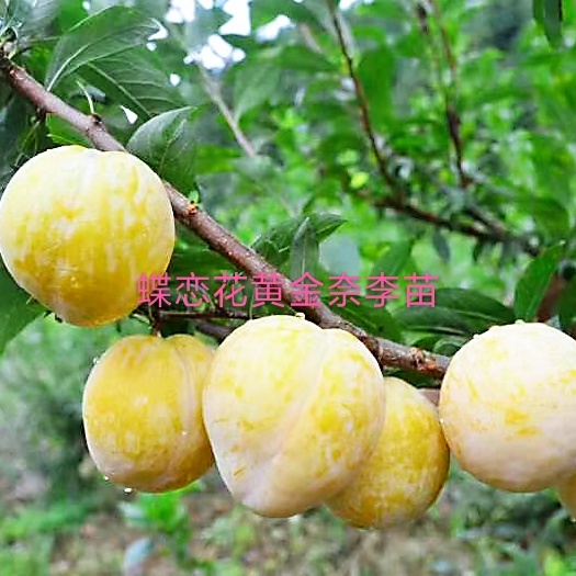 汝城县湖南郴州奈李之乡汝城文明镇，奈李苗