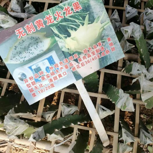 灵山县 红心火龙果苗带根带土发货
感兴趣的话给我留言吧！