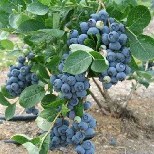  藍(lán)莓苗 薄霧 綠寶石 兔眼 萊克西 奧尼爾品種齊全  現(xiàn)挖苗