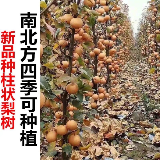 平邑县柱状梨苗 柱状梨嫁接苗规格齐全产量高保证品种基地现挖发货假一赔十