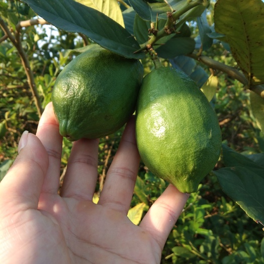 桂平市无核香水柠檬