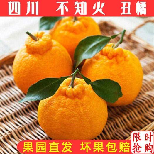 洪雅县【脆甜多汁】四川丑橘不知火丑柑丑八怪新鲜水果橘子5/10斤