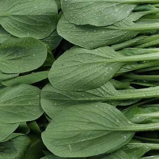 南通小青菜 青菜，毛白菜
