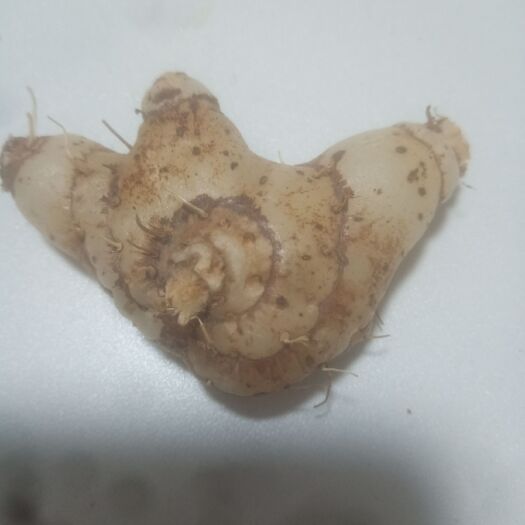 永丰县白花白芨苗 紫花三叉白芨成品
