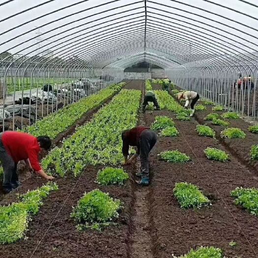 无锡 温室大棚蔬菜大棚养殖大棚大棚厂家大棚管