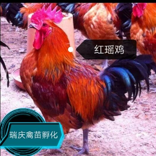 南宁 土鸡苗 红瑶鸡苗 黑瑶鸡苗