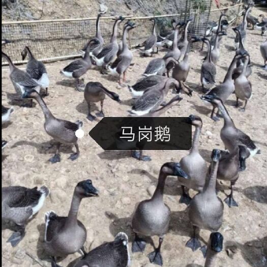 南宁 马岗鹅苗 鹅苗 小种鹅苗 灰鹅苗
