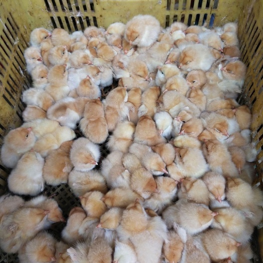 南宁 三黄鸡苗