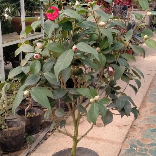 沭阳县茶梅 50~80cm