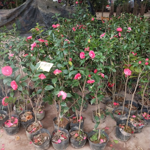 荔浦市山茶花 50~80cm