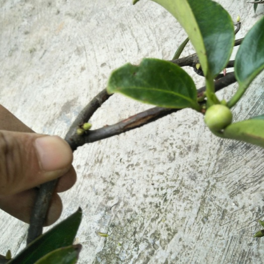 罗城县粉红黑老虎苗 布福娜超大苗出售.品种优良.1个袋子1棵苗.带花苞发货.