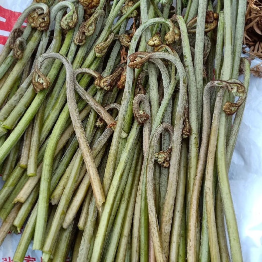 桑植县 蕨菜