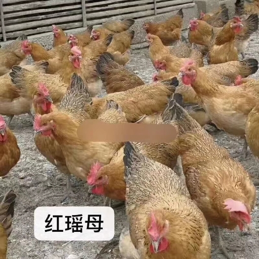衡阳 红瑶鸡苗