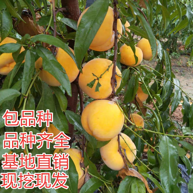 嫁接桃树苗特大黄金蟠桃树苗黄蟠桃苗盆栽地栽南北方种植当年结