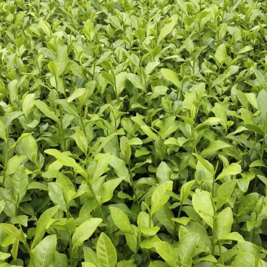 福安市金牡丹茶苗  福鼎大豪茶苗金牡丹  红茶