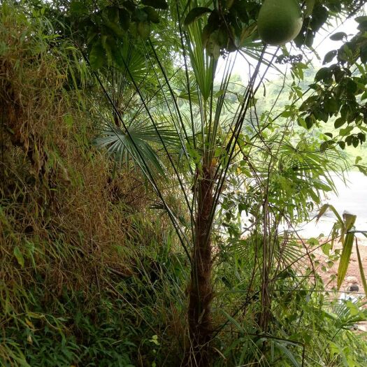 合江县 棕树绿化别墅庭院植物