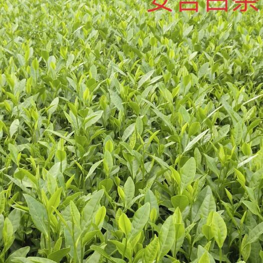 福安市白茶树苗 白茶