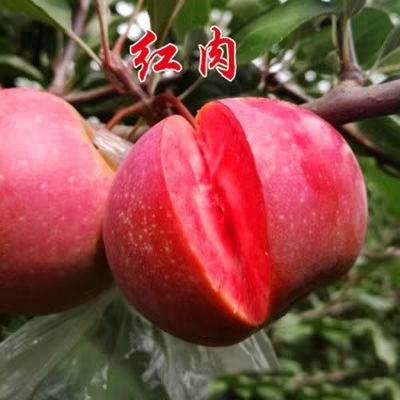 平邑县红肉苹果树苗 嫁接盆栽地栽红肉苹果苗南北方种植当年结果