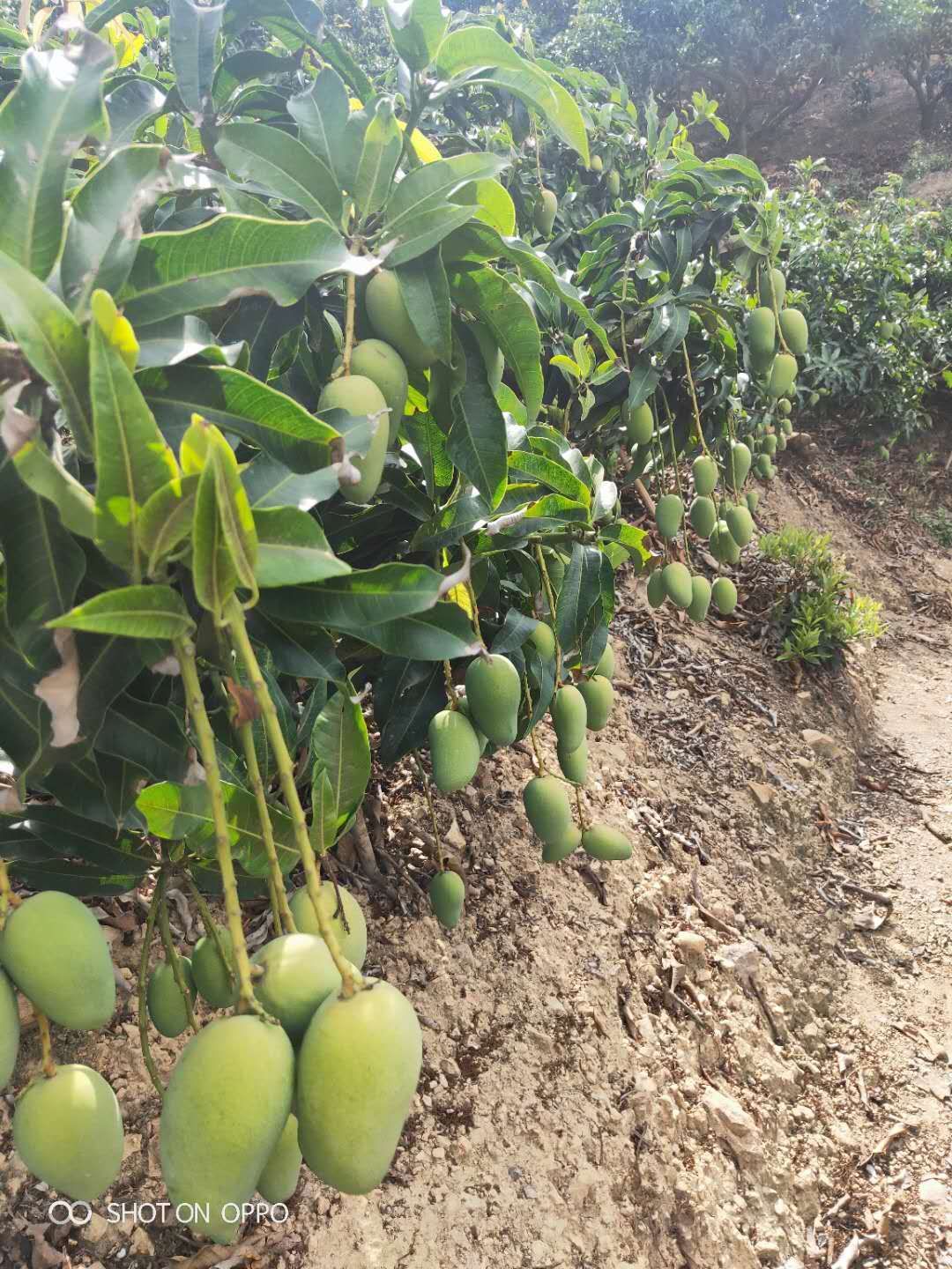 小台农 海南东方 台农芒