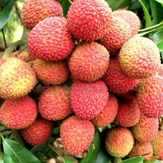 灵山县妃子笑荔枝苗 嫁接苗无核荔枝果带土带叶包成活包结果死苗补发