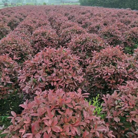 余庆县 各种规格桂花树