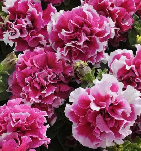 牵牛花种子  重瓣大花矮牵牛种子室内外易种盆栽植物花卉四