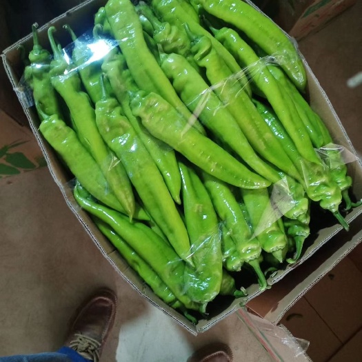 合浦县黄皮辣椒 黄皮辣