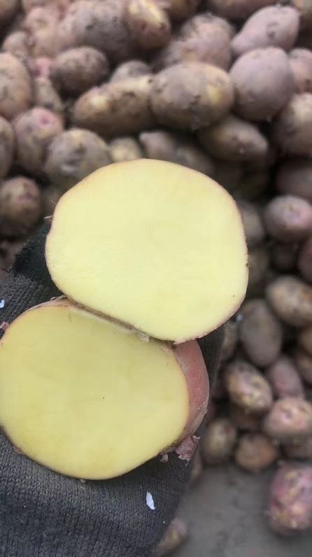 红土豆  新鲜现货【优惠包邮】 云南的红皮土豆活动一件代