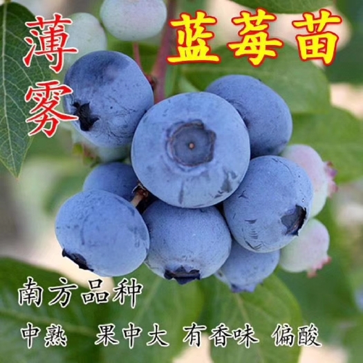 平邑县蓝丰蓝莓苗  蓝莓苗带土发货地栽南北方种植蓝莓树四季盆栽室外