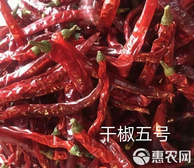 二荆条辣椒 干鲜两用的二荆条：干椒五号