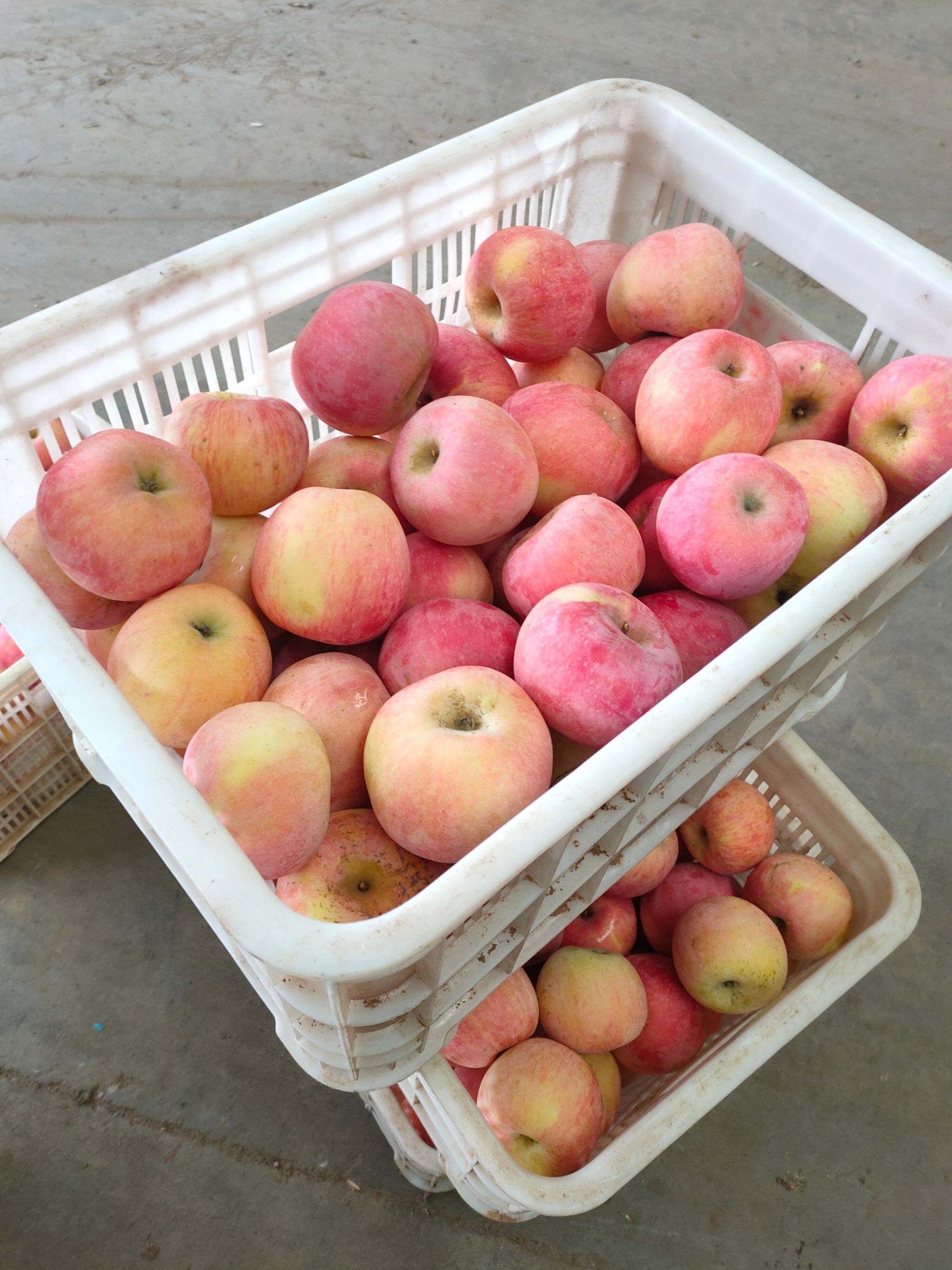 栖霞苹果莱阳梨