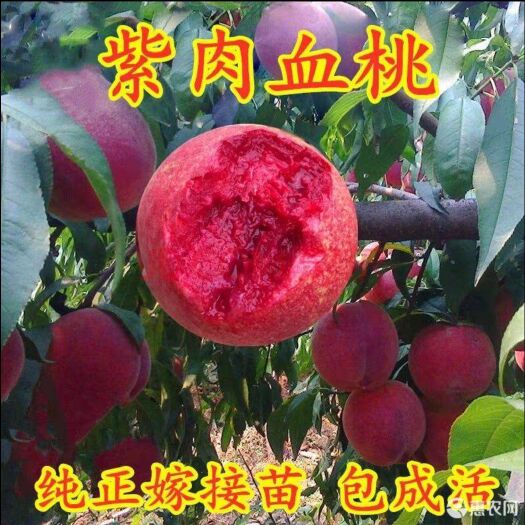 平邑县 紫肉血桃苗 嫁接桃树苗基地直销现挖现卖全国包邮保真保挂果