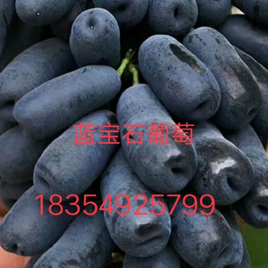 平邑县蓝宝石葡萄苗 甜蜜蓝宝石:抗寒性极强，脆甜爽口，成活率高。