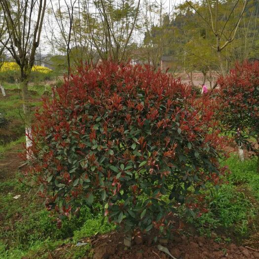 余庆县 各种规格桂花，红叶石楠球，红叶李，等绿化园林景观苗木出售