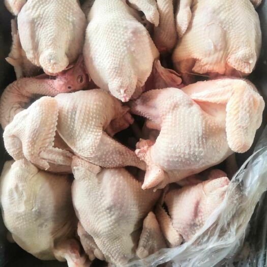  白条鸡三黄鸡