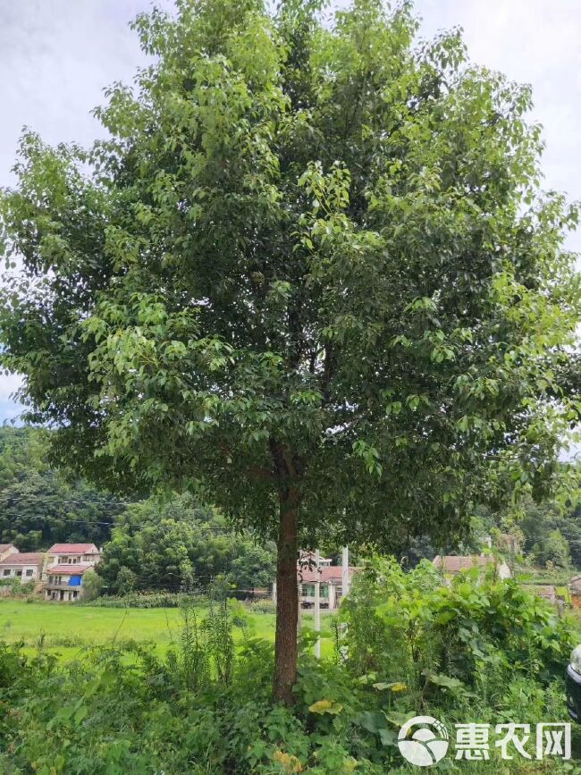  香樟树