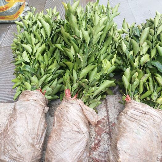 金堂县纽荷尔脐橙苗 嫁接苗 0.5~1米