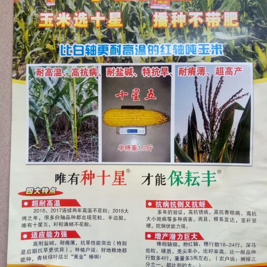 武城县十五星玉米种 十星系列玉米种