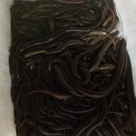汉寿县 优质的土黄鳝，留给有品味的客户