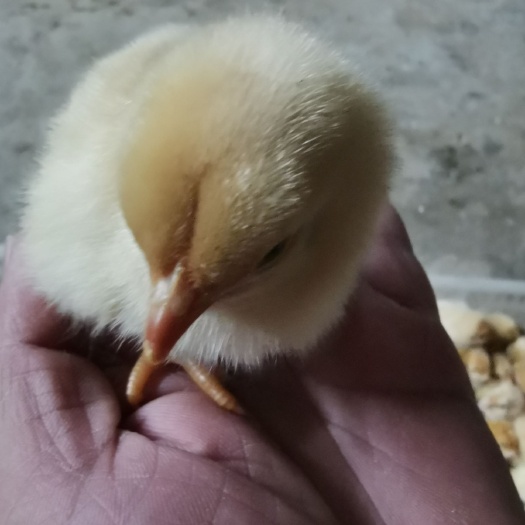 玉林胡须鸡苗 胡须鸡公苗，毛色靓丽，苗嫩口大个，有需要的请联系。