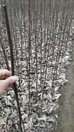 紫玉兰   红玉兰苗