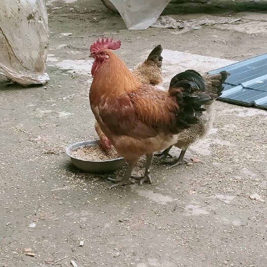 重庆市 土鸡