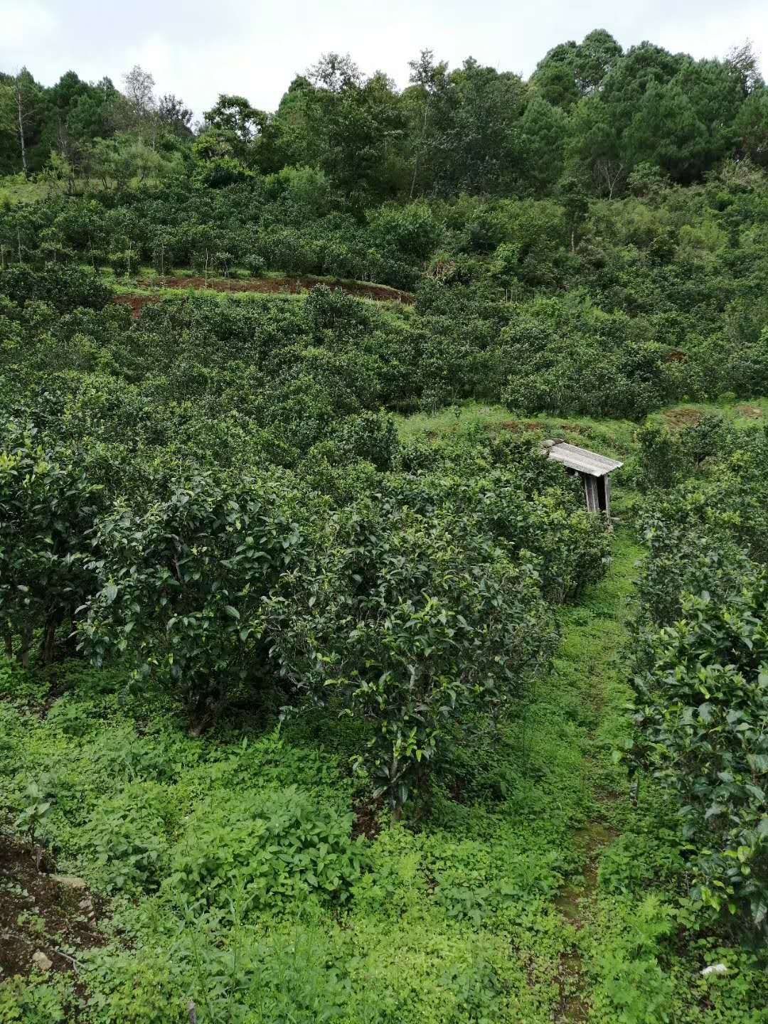 大叶古树普洱茶 散装
