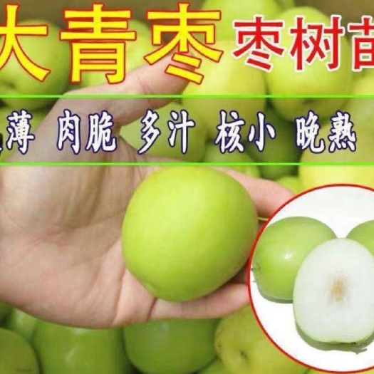 平邑县 大青枣树苗 品种纯 挂果快 根系发达 易成活